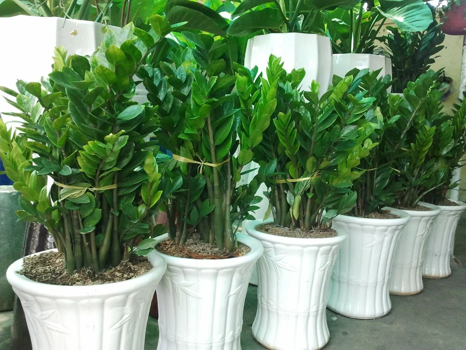 Cây Kim Tiền trồng trong chậu màu trắng