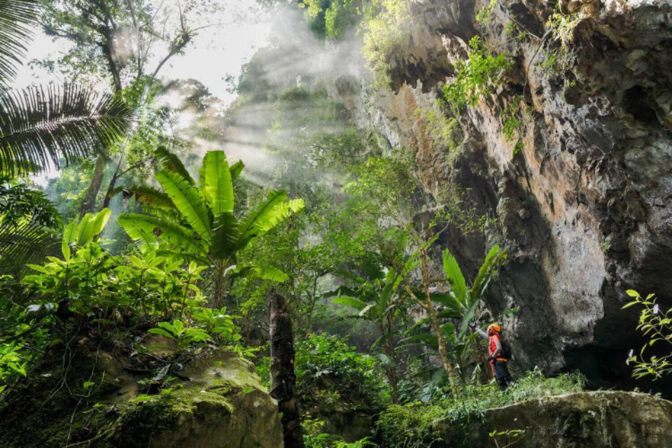Rừng nguyên sinh phát triển bên trong lòng hang động Sơn Đoòng
