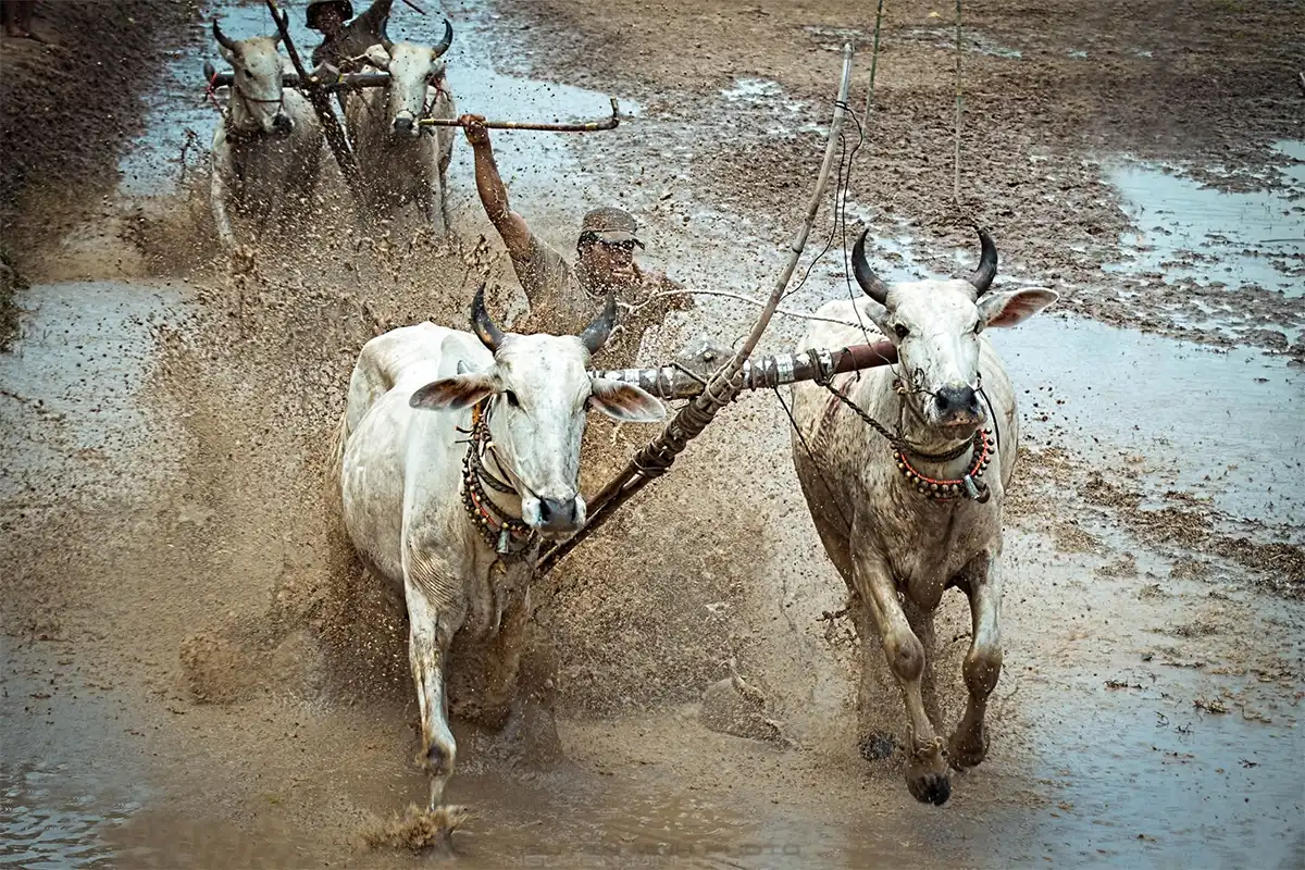 Cặp bò khỏe mạnh đang thi đấu trên ruộng lầy trong lễ hội đua bò vùng Bảy Núi.