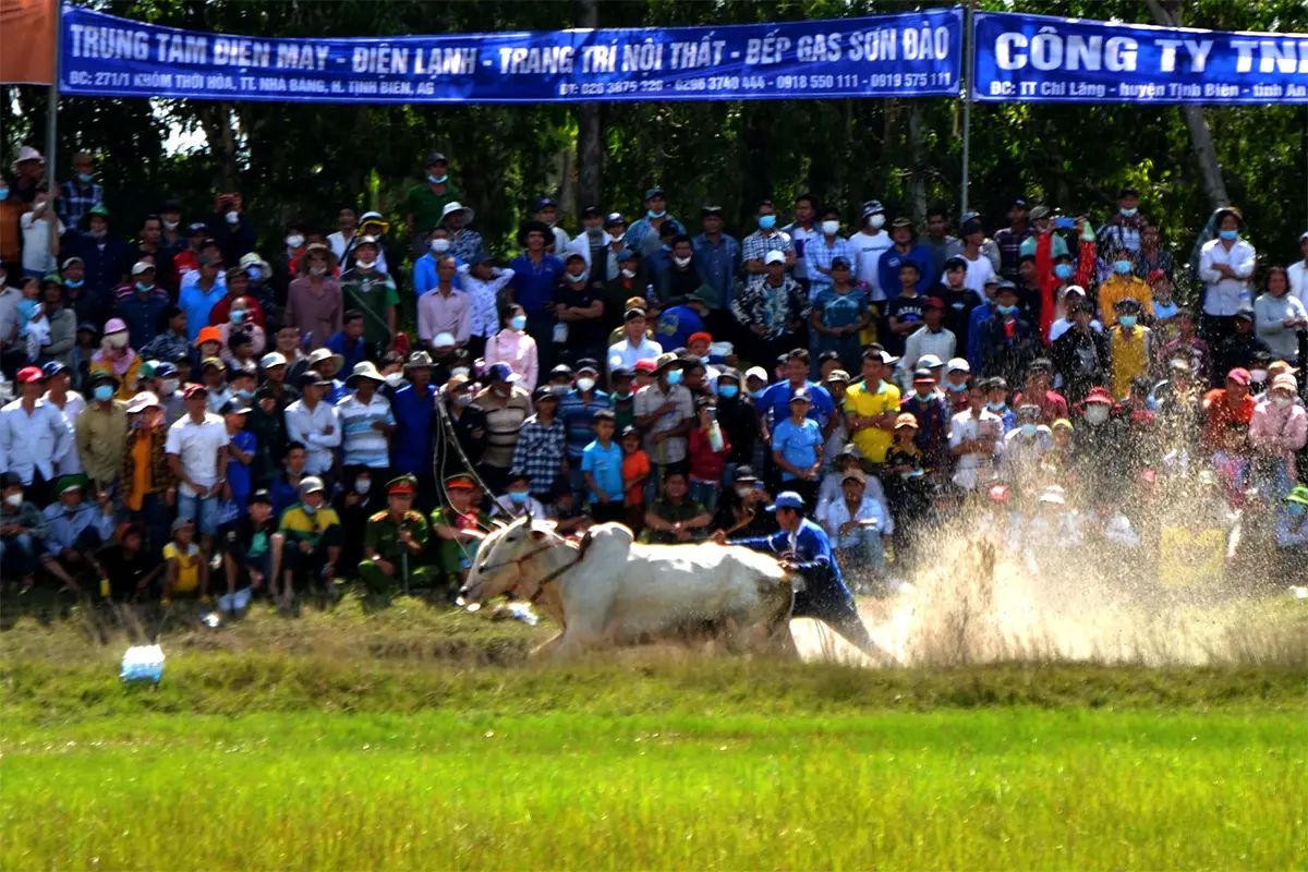 Đông đảo khán giả đứng quanh ruộng xem trực tiếp đua bò Bảy Núi tại An Giang.