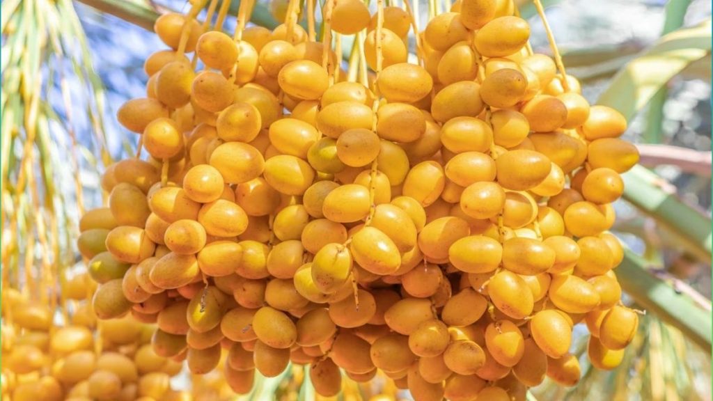một chùm quả chà là tươi
