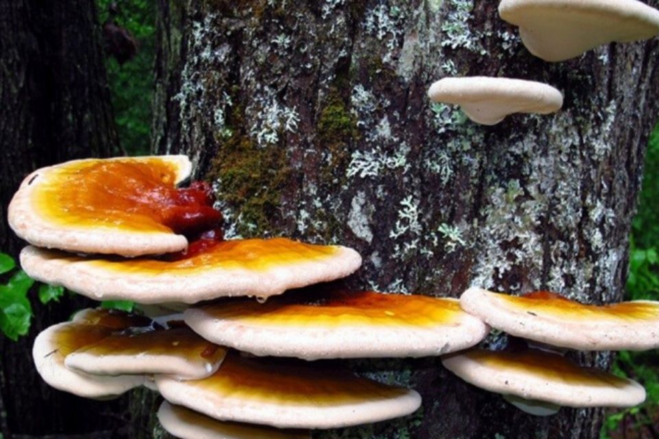 Nấm lim xanh mọc trên thân cây rừng tự nhiên